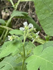 Polymnia canadensis radiata
