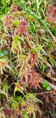 Sphagnum
