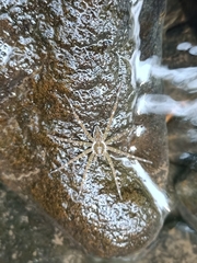 Dolomedes mizhoanus