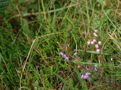 Pseudochorthippus parallelus