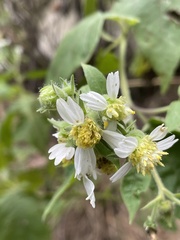 Polymnia canadensis radiata