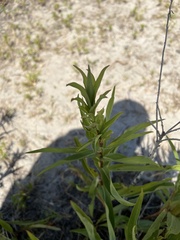 Solidago sempervirens