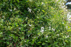 Clematis terniflora
