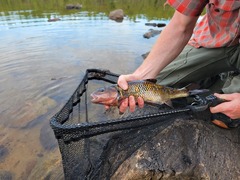 Semotilus corporalis