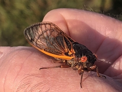 Magicicada septendecim