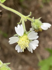 Polymnia canadensis radiata