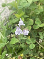 Linaria repens
