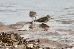 Charadrius semipalmatus