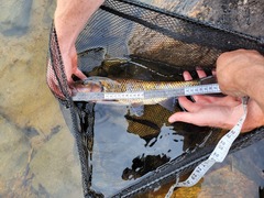 Semotilus corporalis