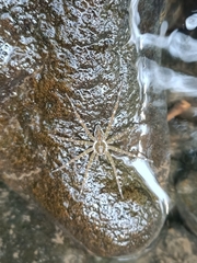 Dolomedes mizhoanus