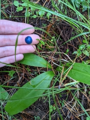 Clintonia uniflora