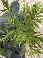 Solidago sempervirens