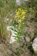 Lysimachia terrestris