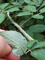 Rubus ulmifolius