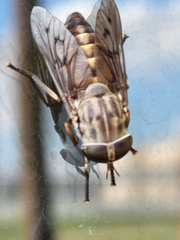 Tabanus sulcifrons