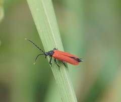 Platycis minutus