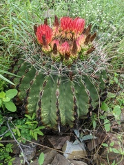 Ferocactus wislizeni