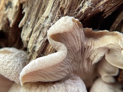 Lentinellus