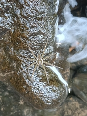 Dolomedes mizhoanus