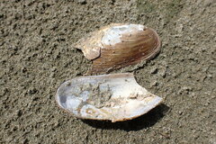Anodonta kennerlyi