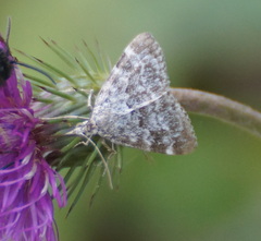 Evergestis sophialis