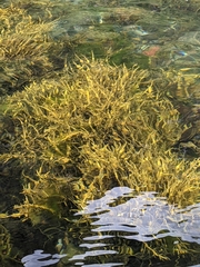 Ascophyllum nodosum