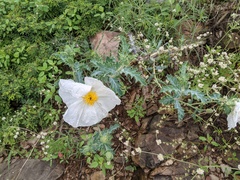 Argemone pleiacantha