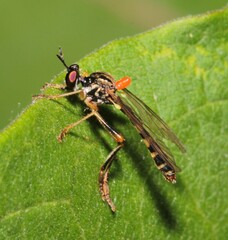 Dioctria linearis