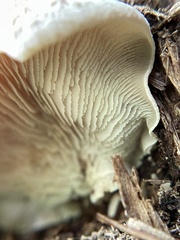 Lentinellus