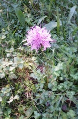 Centaurea jacea