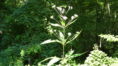 Eutrochium purpureum