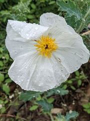 Argemone pleiacantha