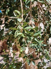 Ficus cordata