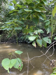 Catalpa bignonioides