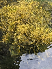 Ascophyllum nodosum