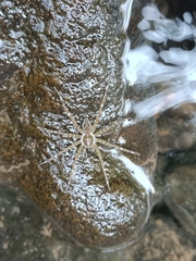 Dolomedes mizhoanus
