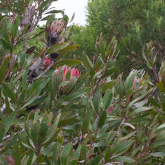Protea susannae