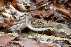 Charadrius semipalmatus
