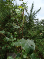 Betula pendula