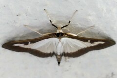 Cydalima perspectalis