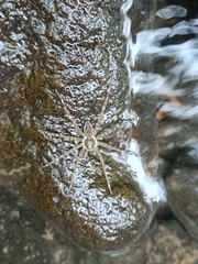 Dolomedes mizhoanus