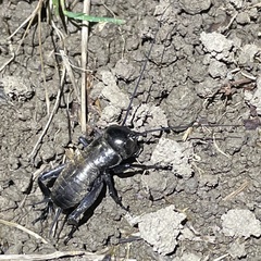 Gryllus campestris