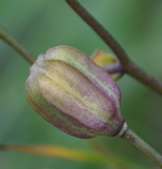 Lilium martagon