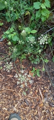 Torilis arvensis