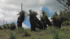 Xanthorrhoea glauca