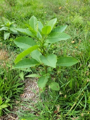 Phytolacca americana