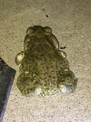 Incilius alvarius
