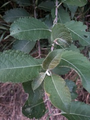 Salix caprea
