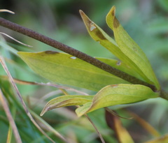 Lilium martagon