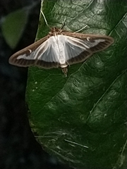 Cydalima perspectalis
